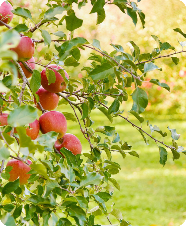 りんご栽培について